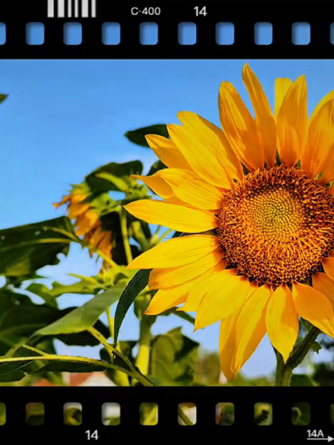 Loooossss .........!!!!#cinematography #foryou #bojonegoro24jam #masukberandafyp #fypシ゚ #colorgrading #fyppppppppppppppppppppppp #redminote13pro5g #capcut #cinematicaesthetic #fypp #HD #Vlog #cinematic #edge #jj