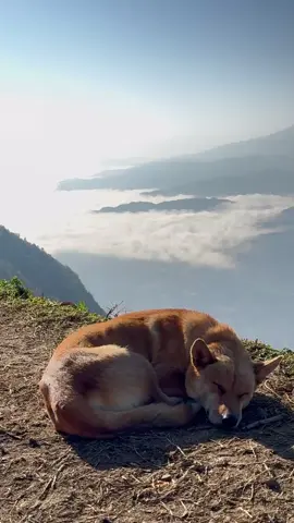 Vẻ đẹp của Sì Thâu Chải … #happy #healing #chill #phuot #laichau 