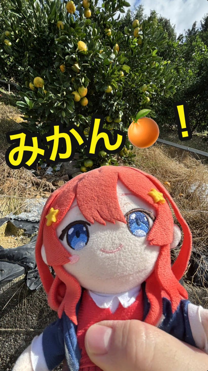 みかんを見つけた五月ちゃん #中野五月 #五等分の花嫁 #itsuki #可愛い #❤️ #みかん #🍊 #果物 #fruits #秋 #Autumn#🍂 #☺️ #happy #enjoy #good #👍 #嬉しそう #にっこり 