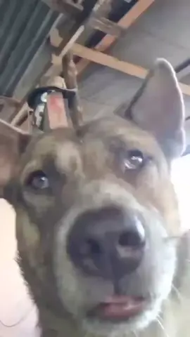 🐕: mgi roh anggota e na makkoro okko grup🐶 #berandatiktok #fyp #foryoupage #foryou #orangbugis 