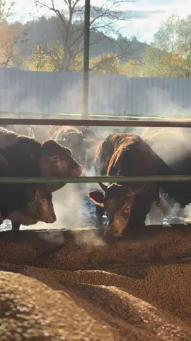 Tarifi Yok..🇹🇷🦅🇹🇷#TİRYAKİOĞLU037 #ALPEREN #besicilik #simental #keşfet @ALPEREN TİRYAKİOĞLU 