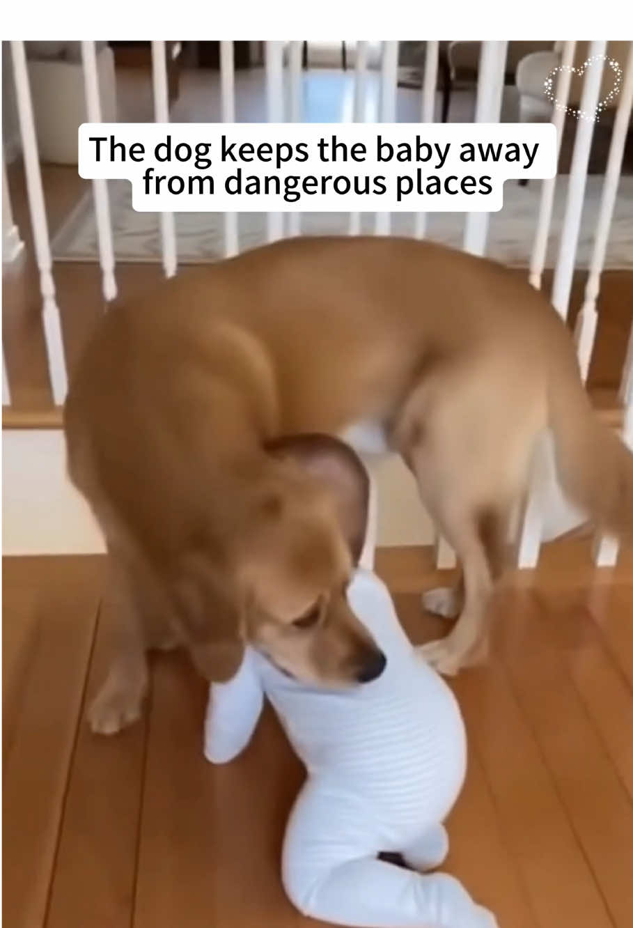 Dog love baby 🥹#protection #baby #dog #fyp #tiktok 