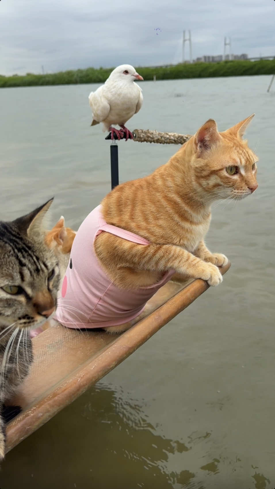 Seaside Tribe's Fishing Cat