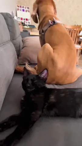 What’s interesting is life with both a cat and a dog #fyp #funny #usa #cat #dog 