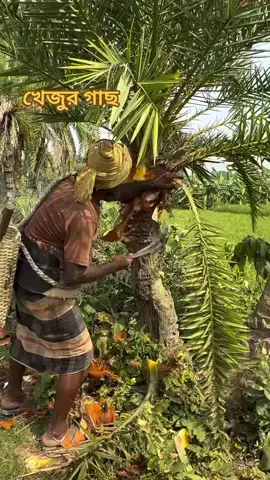 #খেজুর_গাছের_জীবন 