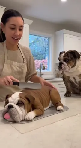 #pet #dog #cake 