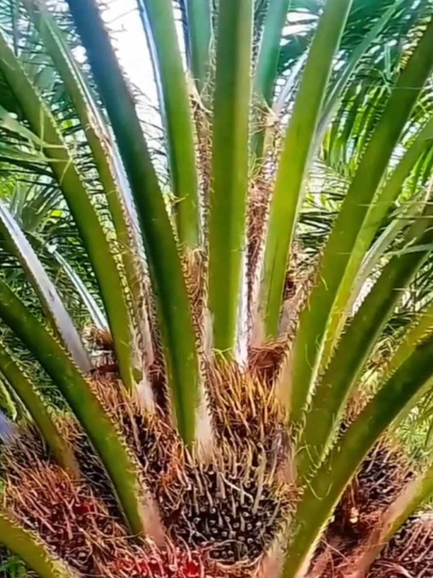 #bajasawit #sawitberbuahlebat #petanisawit #petanibangga 