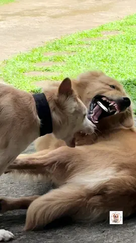 අතාරින්න බේබි මහත්තයා මාව 🫨😌 #LEO #leosgoldentales  #bambaruavith #malanifonseka #vijayakumaratunga 