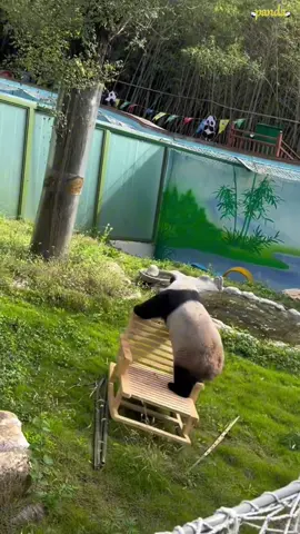 Panda 🐼 cute little panda #panda #Love #fouryou #funnyvidos #cutepanda #usa #usaus #interesting #happy 