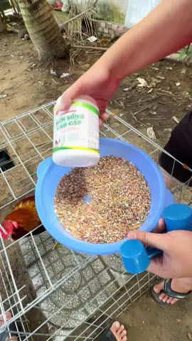 Men tiêu hoá hỗ trợ gà ăn mạnh phát triển tốt