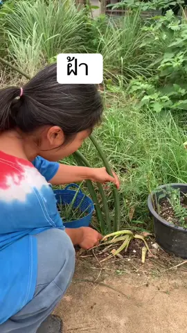 ฝ้า #สมุนไพร #สมุนไพรไทย #คนกะธรรมชาติ #ว่านงาช้าง #ว่านงาช้างช่วยหน้าขาว 