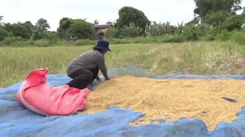 #ชาวนาเขมรเฮ!#เตรียมเปิดด่านได้กลับมาเกี่ยวข้าวและเก็บเกี่ยวด้วยความสุขที่กัมพูชา- ประเทศไทย ลงนามแถลงการณ์ร่วมกันในข้อตกลงสันติภาพ! ชาวบ้านบางหมู่บ้านในจังหวัดอุดรรมีนเชย ขอขอบคุณท่านสมเดช เตโช สมเดช ทิพย์ติ และผู้นํา ที่นําความสงบสุขมาสู่ชาวชายแดนกัมพูชา-ไทย 