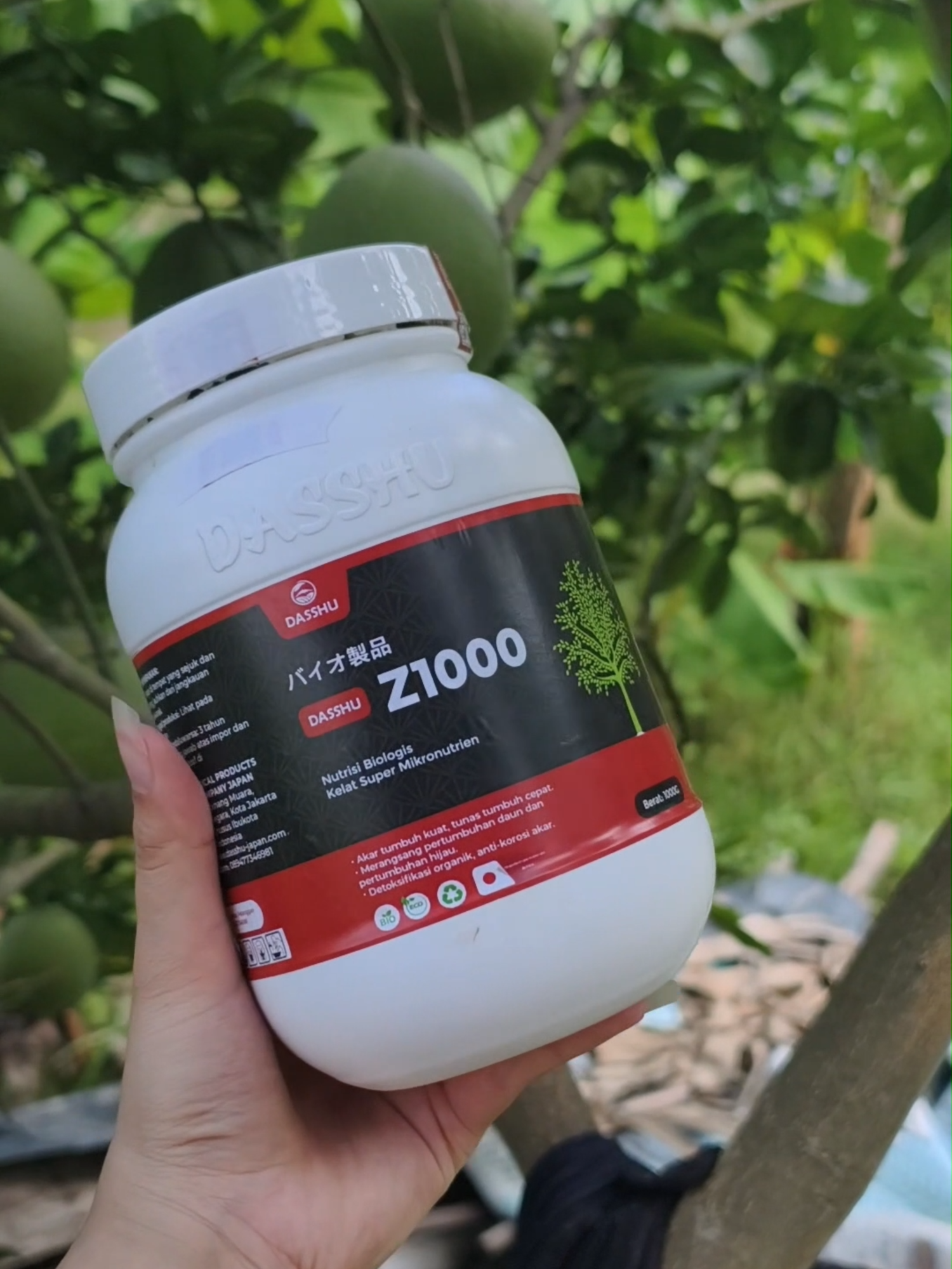 #jerukbali #dasshuz1000#pupukjepang#pupukpenyuburtanaman#tecknologijepang#oganik #pupukjepangdasshuz1000#pupuk#dasshu