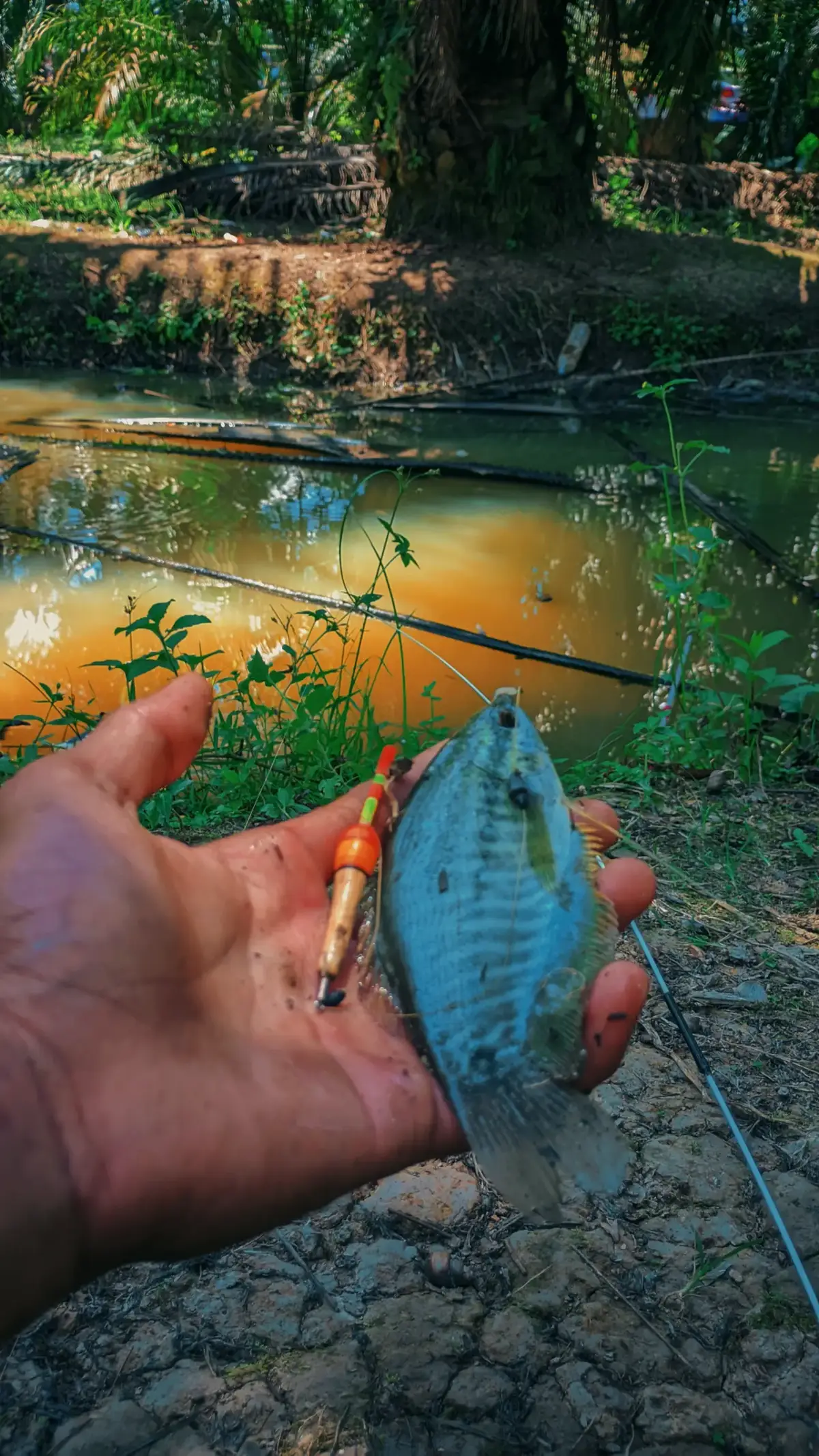 ndas mumet pasword,nya mancing🤣🎣#mancingsepatsiam#mancingmania#salamsatuhobi🎣 
