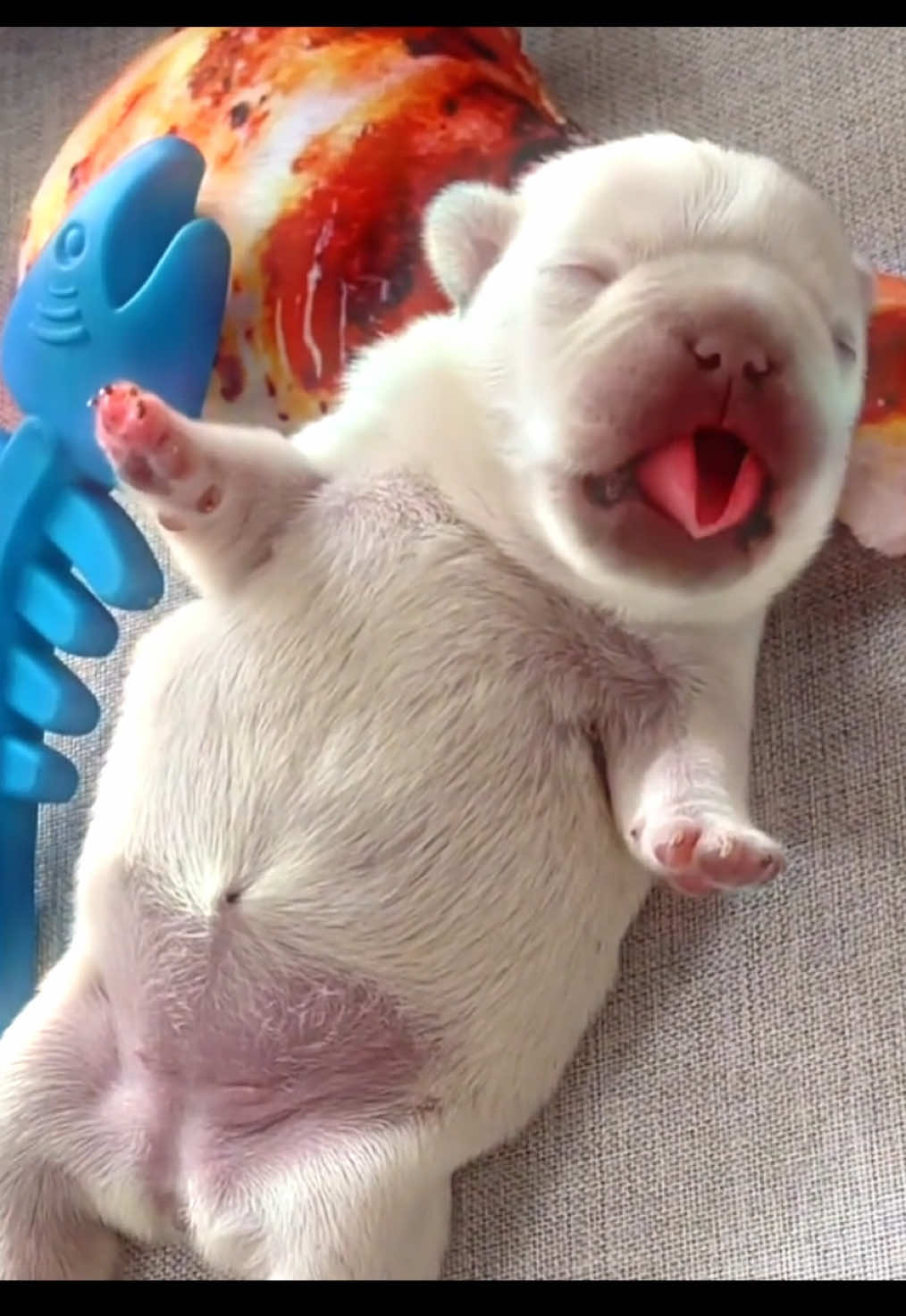 Pibble just need sleep #pibble #gmail #pibblelove #thepibblepost #fypシ 