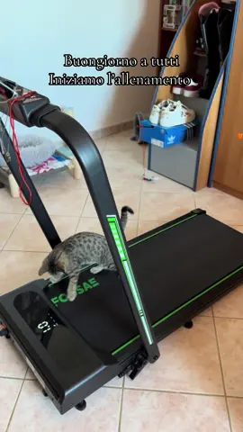 Il mio gatto #gatto #gatti #animali #cuccioli #cesarecremonini 