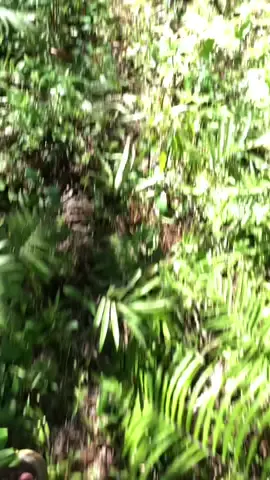 #foryou #justforfun #malifut🇮🇩🖤halmaherautara 