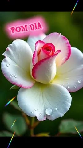 Bom dia #amadobatista #musica #❤️ #flores 