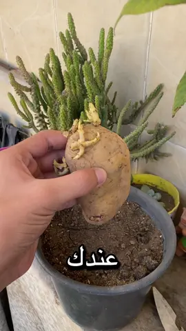 اوعي تزرع البطاطس بالطريقة دي😉❤️❤️ #fyp #plants #potato #بطاطس #tiktok 