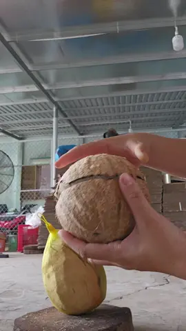 test 1 trái dừa sáp mà nó bất ổn luôn#