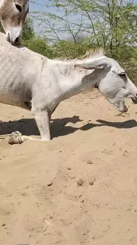 #foryou #fypシ゚viral #usa #uk #donkey 