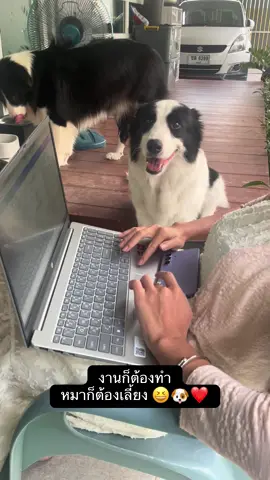 งานก็ต้องทำหมาก็ต้องเลี้ยง สรุปงานไม่เสร็จนั่งเลี้ยงหมา 🤣❤️🐶 ##ทาสหมา #หมา #หมาน่ารัก #สัตว์เลี้ยง #สัตว์เลี้ยงน่ารัก       