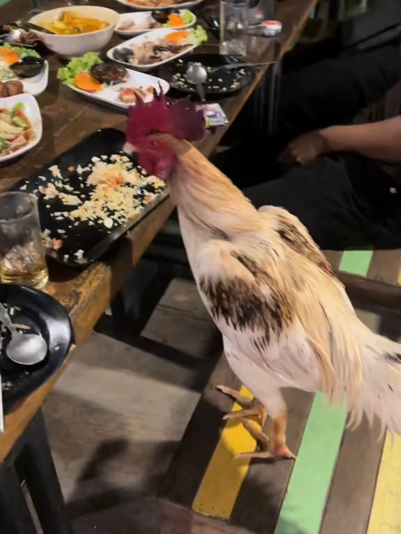 กินข้าวกับลูกพี่สักมื้อ 🐔😁 #หลังสวนชุมพร #เด็กเลี้ยงไก่ชน #ไก่ชนเงินล้าน #อย่าปิดการมองเห็