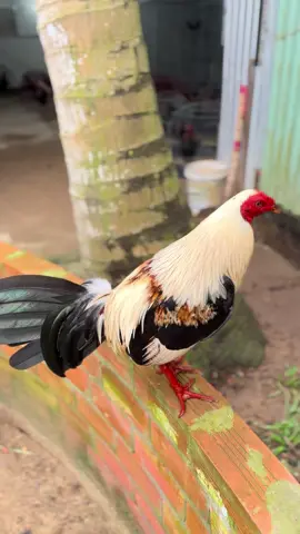 Chánh chân xuôi😋@Tuấn Khải (Khải Cầu Kè) 