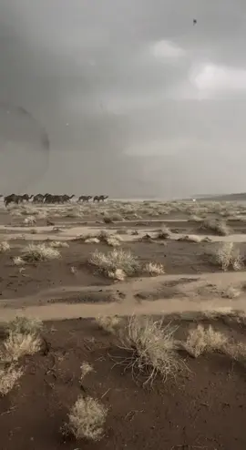 لـ ذاك الذي تُهمّه تفاصيل ألمك قبل فرحك ..  كلّ السلام لمن استطاع وسط الزحام أن يخطف بصيرتك، ويكون مرآتك، وسندك، ونجاتك..🎶🥀 #مجرد_ذووق #حـرـوف #906#بلااكك #اكـــــســـــبــــــلـــــــــــور 