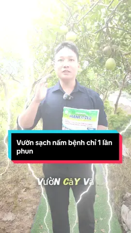 Vườn sạch không còn 1 chút nấm bệnh khu phun Manco,zeb xanh nhà Kinh Bắc #xuhuong #mancozeb_xanh 