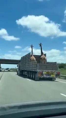 #meme #vaiprafycaramba #fyp #humor #foryour 