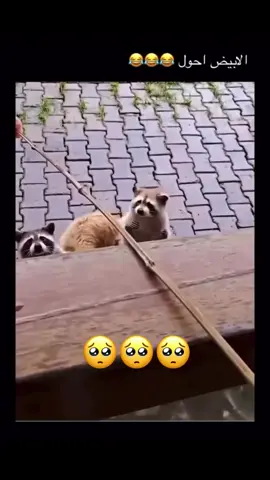 #tiktok #you #explore #تيك_توك #explore 