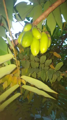 এটা আসলে কী,,,🙄🫒🤔।_#frypgシ #ti̇ktok #grow #bdtiktokofficial🇧🇩 @TikTok @TikTok Bangladesh @For You 