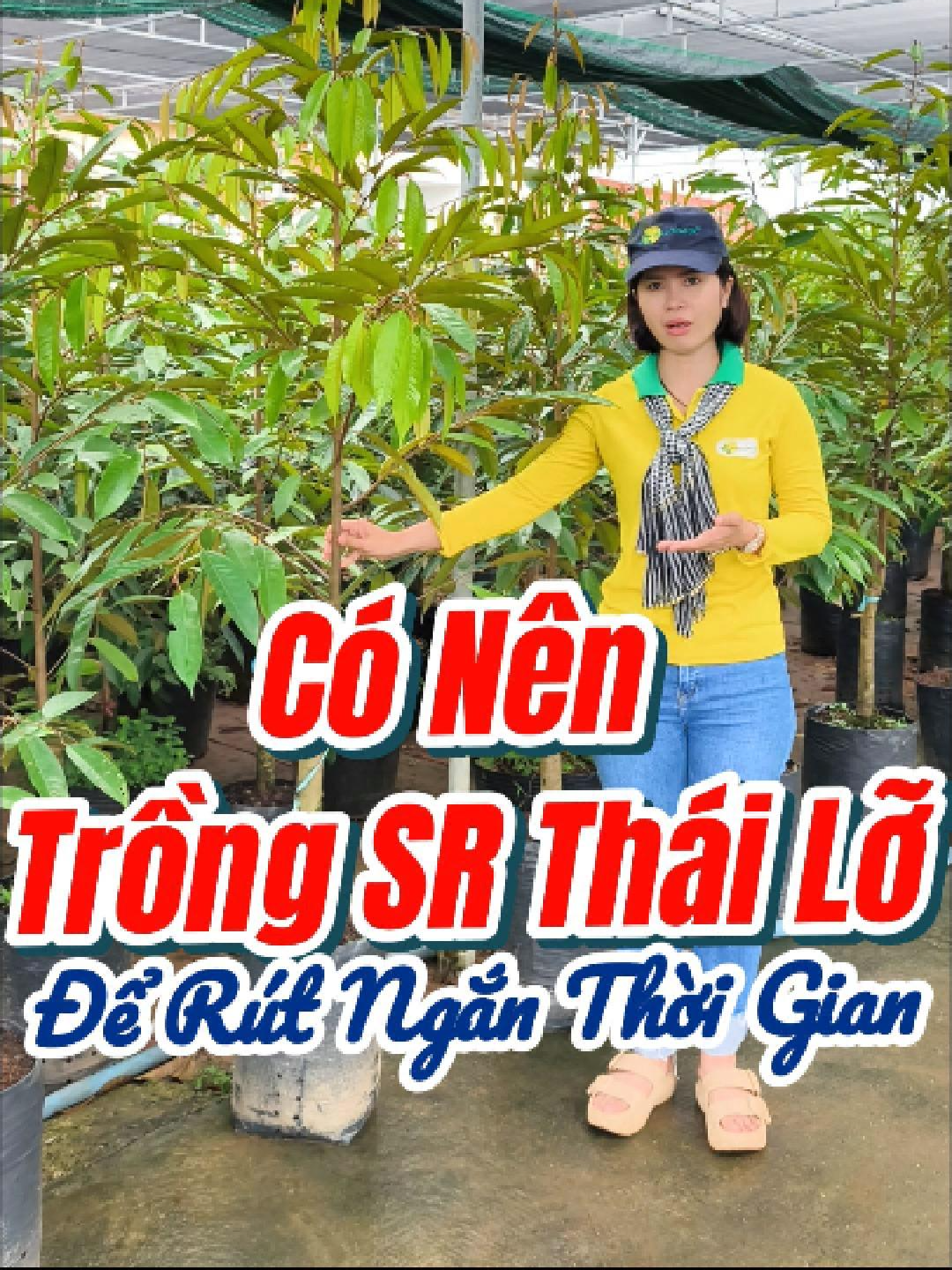 Có Nên Trồng Sầu Riêng Thái Lỡ ĐỂ RÚT NGẮN THỜI GIAN #caygiongchuan #welofarm #caygiongchatluongcao #sauriengthailo