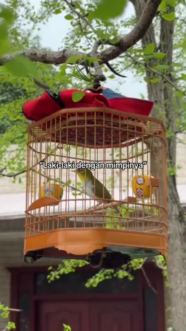 Sederhana tapi kadang istri ga suka #masteranburung #kicaumania #muraibatu #kacer #sogon 