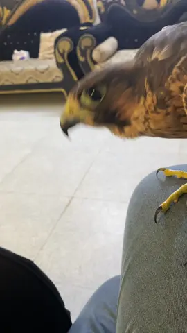 #ابو_حر_الدهـلگي 