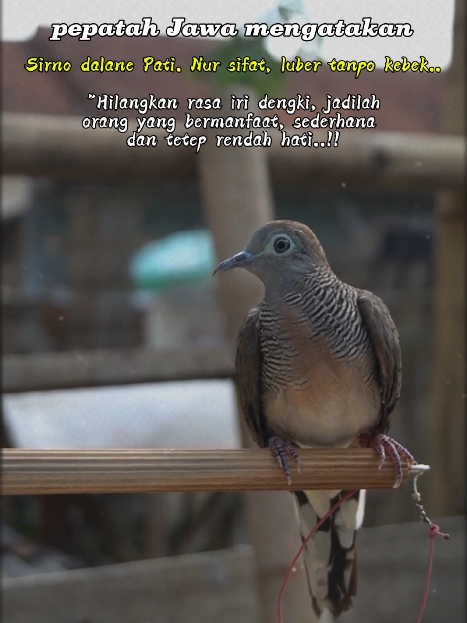 Perkutut Lokal #burungperkutut #perkutut #beranda #fyppppppppppppppppppppppp #perkututkaturanggan 