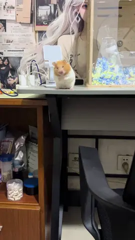 hết pin #hamster #hamsterhoinach #chuothoinach 