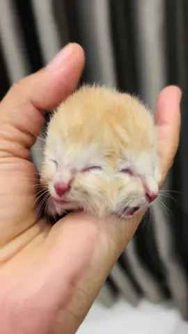 Kucing lahir dengan kepala dua#masyaallah #kebesaranallah #