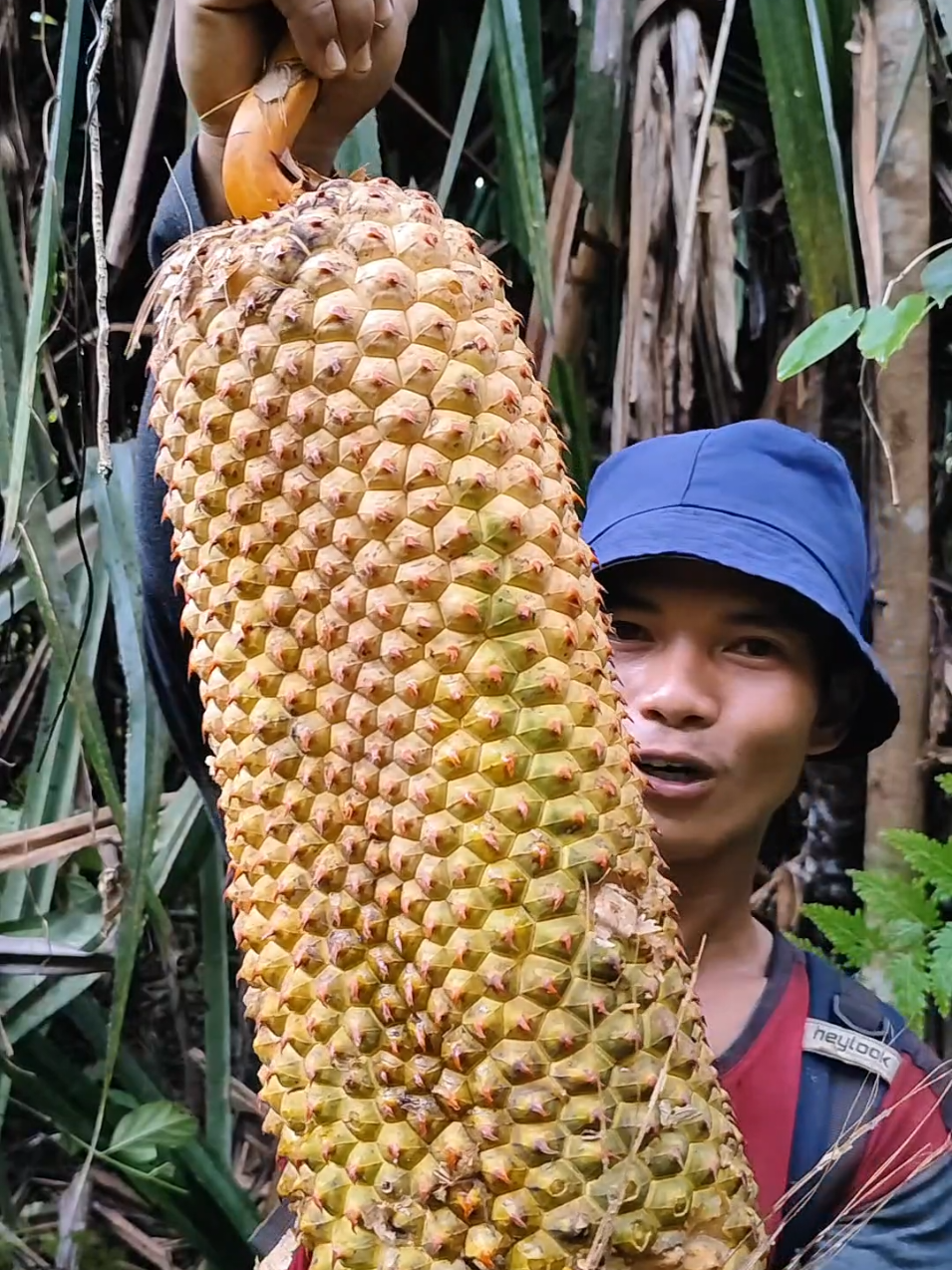 Buah langka asli dari hutan, buah Cangkuang, buah pandan rasa pisang #fyp #buahbuahan #viral 