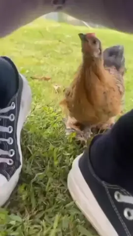 #hashtag #xuhuong #giải trí hài hước #nguyễn hải zx2 