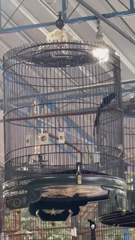 Bismilah ya dik  “Anak Sholeh” 😇 #BocilGenk #kicaumaniaindonesia #muraibatuindonesia #fyppppppppppppppppppppppp #fyp 