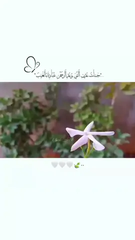 🤍🤍🌼. #تصويري #بدون_مسيقى #kpop #KPop #tiktok 