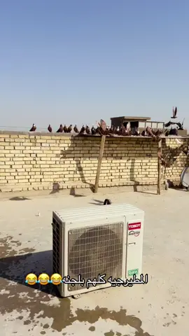 #شعب_الصيني_ماله_حل😂😂 #هاشتاقات_تيك_توك_العرب #بيت_رشك #مول_المنصور #تحشيش_عراقي_للضحك_اكسبلورر #تصميم_فيديوهات🎶🎤🎬 #بيج_تيك_توك_العراق #موصل_بغداد_كركوك_حله_نجف_بصره #مواهب_ببجي_موبايل_العربية #مشاهير_تيك_توك #تحشيش_عراقي_للضحك😂😂😂😂😂 