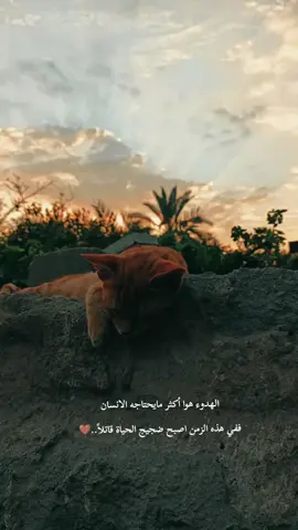 #باسم الكربلائي#قصائد #اجمل مايكون #