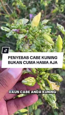 daun cabe kalian ada yang kayak gini tidak? coba coment dibawah ya #ForbestUntukPetani #PanenCabaiLebat #BungaCabaiSehat 