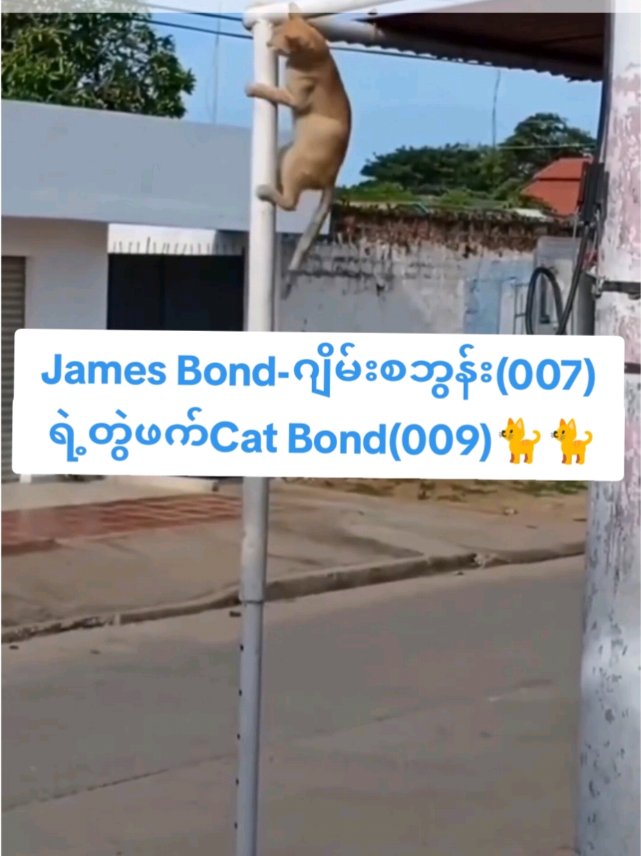 ဂျိန်းစဘွန်းရဲ့တွဲဖက်အသစ်Catစဘွန်း😅😅 #jamesbond #007 #ဂျိန်းစဘွန်းရဲ့တွဲဖက် #မြောင်မြောင် #ဟာသ 
