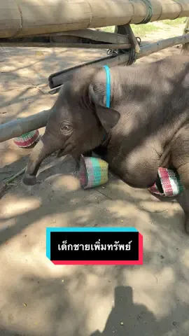 #เทรนด์วันนี้ #เด็กชายเพิ่มทรัพย์ #smartelephantsfamily #Bsef #ฟีดดดシ 