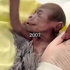 my favorite football player ❤️⚽️#lamineyamal #spain🇪🇸 #barcelona #football #foryou #fyp #viral @lamine.yamal 