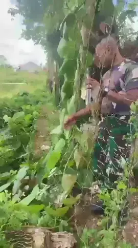 sayang kangkung sayaang🤣